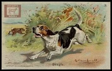 3 Beagle